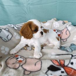 Cavalier King Charles Spaniel Puppies from Veach Cavaliers & Farm
