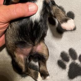 Tisha - Black and silver female Miniature Schnauzer puppy in Robstown, Texas from Alves Miniature Schnauzers
