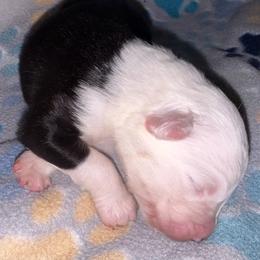 Pringles - Black tri-color female Australian Shepherd puppy in Laurel, Mississippi from Reeves Australian Shepherds