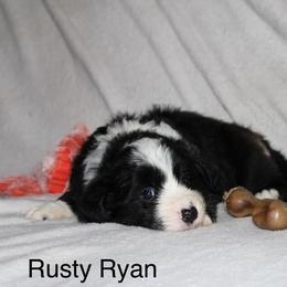 Rusty Ryan - Black male Border Collie puppy in Crawfordsville, Indiana from Rescued Dreams Border Collies