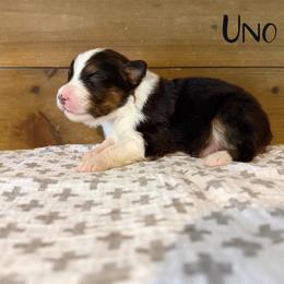 Uno - Black tri-color male Australian Shepherd puppy in Kearney, Nebraska from Helix Aussies