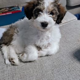 Bernedoodle, Goldendoodle, and Poodle Puppies from Barlow’s Poodles and  Doodles