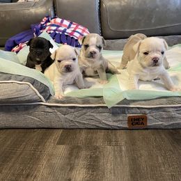 French Bulldog puppies from Lucero's Frenchies