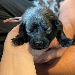 Lavender girl - Wolfgray female German Spitz puppy in Detroit, Michigan from Legacy Kennels Michigan