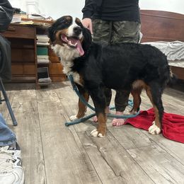 Lassie - Bernese Mountain Dog