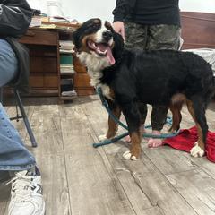 Lassie - Bernese Mountain Dog