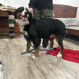Lassie - Bernese Mountain Dog