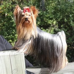 Yorkshire Terrier All Grown Up from Corazón De Cristal Yorkies