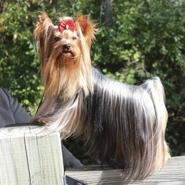 Yorkshire Terrier All Grown Up from Corazón De Cristal Yorkies