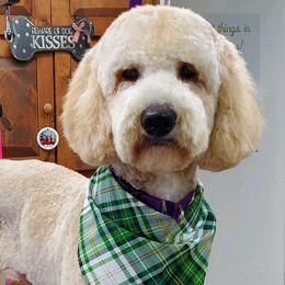 Miracle - Goldendoodle