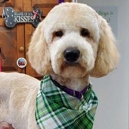 Miracle - Goldendoodle