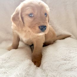 Companion Cross Puppies from Happy Tails Mini Goldens