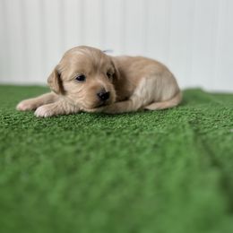 Linus - Cream male Maltipoo puppy in Springtown, Texas from North Texas Puppies