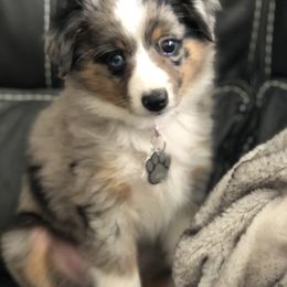 Miniature Australian Shepherd, Shih Tzu, and Toy Australian Shepherd Puppies from River Springs Aussies