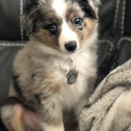 Miniature Australian Shepherd, Shih Tzu, and Toy Australian Shepherd Puppies from River Springs Aussies