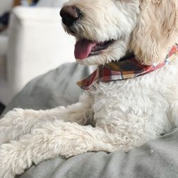 Aussiedoodle, Double Doodle, Goldendoodle, and Labradoodle Puppies from Doodle Paw Ranch