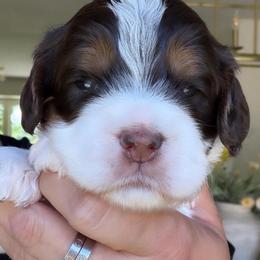 Venice - Brown and white male Cockapoo puppy in Yuciapa, California from AlltheDoodlez_