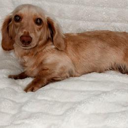 Hearlty - Dachshund