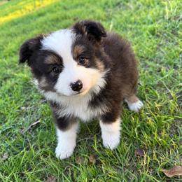 BlackBerry - Black tri male Toy Australian Shepherd puppy in Mineral Wells, Texas from Five G Toy Aussies