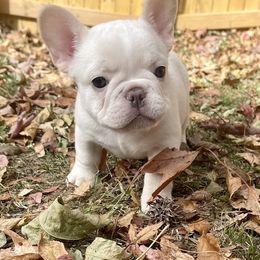 French Bulldog All Grown Up from Linda's French Bulldogs