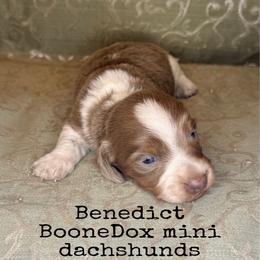 Benedict - Fawn (Isabella) male Dachshund puppy in Lexington, Oklahoma from BooneDox Miniature Dachshunds