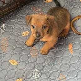 American Hunt Terrier Puppies from Paradise bay hunt terriers