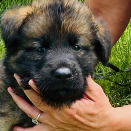 German Shepherds from Gina Falco