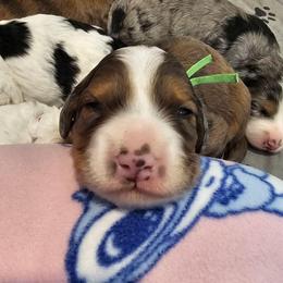 Denali - Merle male Bernedoodle puppy in Forest, Ohio from Mini Doodle Buddies