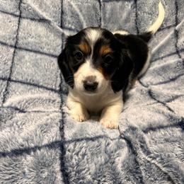 Cowboy - Piebald male Dachshund puppy in Oscoda, Michigan from Northland Dachshunds