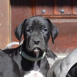 Great Dane Puppies from Ajani's Danes
