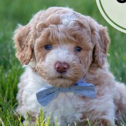 Assorted Doodle Crosses, Aussiedoodles, Golden Aussiedoodles, Goldendoodles, and Sheepadoodles from Goldendoodledoo Farms