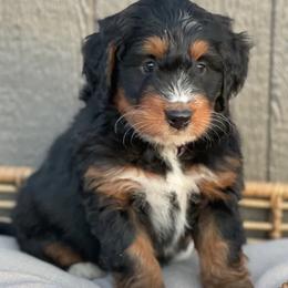Aussiedoodles, Bernedoodles, Goldendoodles, and Poodles from Scott’s Farm Poodles and Doodles
