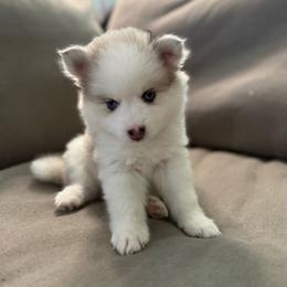 Thumper - Merle female Pomsky puppy in West Sacramento, California from Pinkie's Pomskies
