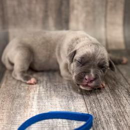 Duke Blue - Gray brindle male Cane Corso puppy in Catawba, North Carolina from Catawba Cane Corso