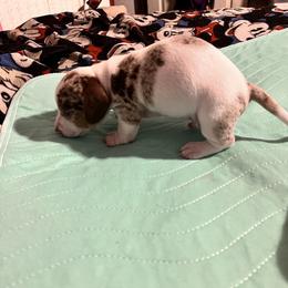 Dachshund Puppies from The Weenie Herd Mom