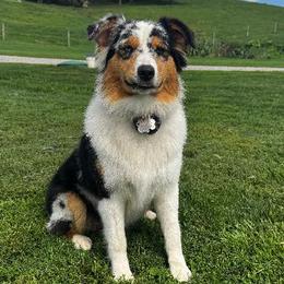 Storm - Australian Shepherd