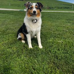Storm - Australian Shepherd