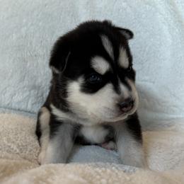 Bella (Yellow) - Black and white female Siberian Husky puppy in Ellijay, Georgia from Appalachian Siberians LLC
