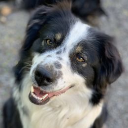 Dixie - Australian Shepherd