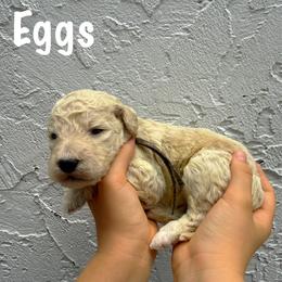 Eggs - Cream female Goldendoodle puppy in Atlantic Beach, Florida from Glamorous Golden Doodles