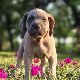 Cane Corso Puppies from HOUSE OF HALL CANE CORSOS