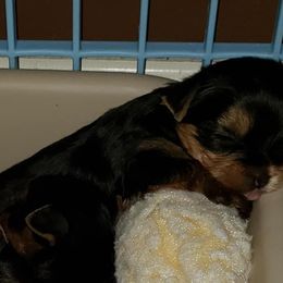 Yorkshire Terrier Puppies from LuvStruck Yorkies