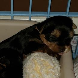 Yorkshire Terrier Puppies from LuvStruck Yorkies