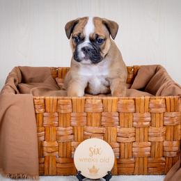 Toxic - Red and white male Bulldog puppy in Sabinal, Texas from Cazares Royal Lineage Bulldogs