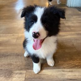 Bandit - Black and white female Border Collie puppy in Barnstead, New Hampshire from ☘️ Clover Leaf’s Border Collies