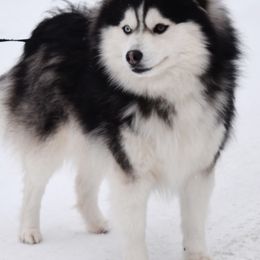 Felix - Pomsky