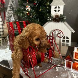 Girl 2 - Silver-beige  Poodle puppy in San Tan Valley, Arizona from Pawfect Transporters, LLC
