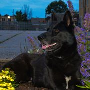 Gerberian Shepskies and Sporty Mixes from Northwoods Mystic Pawz