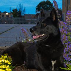 Gerberian Shepskies and Sporty Mixes from Northwoods Mystic Pawz