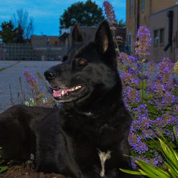 Gerberian Shepskies and Sporty Mixes from Northwoods Mystic Pawz